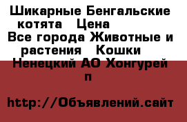 Шикарные Бенгальские котята › Цена ­ 25 000 - Все города Животные и растения » Кошки   . Ненецкий АО,Хонгурей п.